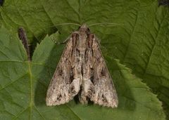 Kileengfly (Apamea crenata)