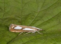 Treflekket nebbmott (Catoptria permutatellus)