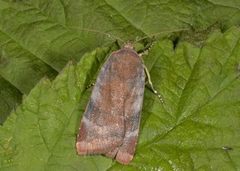 Fiolett båndfly (Noctua janthe)