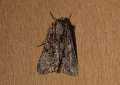 Stort engfly (Apamea monoglypha)