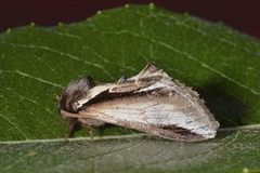 Bjørketannspinner (Pheosia gnoma)