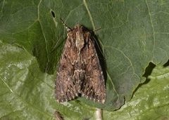 Stort engfly (Apamea monoglypha)