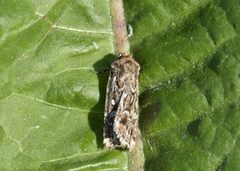 Røsslyngfly (Lycophotia porphyrea)