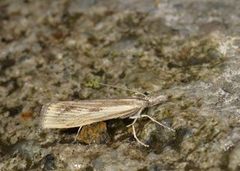 Gul nebbmott (Agriphila inquinatella)