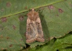 Kobberfly (Chersotis cuprea)