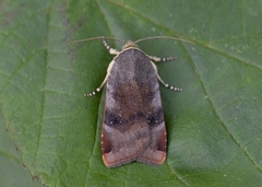 Fiolett båndfly (Noctua janthe)