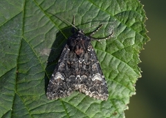 Røddusket engfly (Apamea rubrirena)