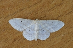 Randengmåler (Idaea biselata)