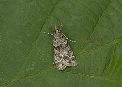 Barkmosemott (Eudonia truncicolella)