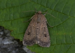 Krattfly (Graphiphora augur)