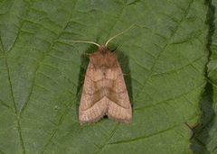 Brunt stengelfly (Hydraecia micacea)