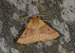 Bølgemåler (Crocallis elinguaria)