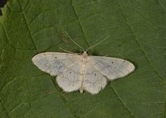 Randengmåler (Idaea biselata)