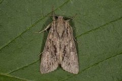 Stort engfly (Apamea monoglypha)