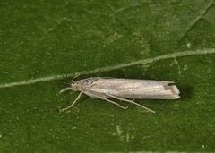 Sølvnebbmott (Crambus perlella)