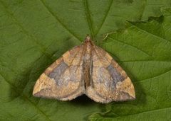 Blåbærmåler (Eulithis populata)