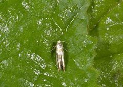 Oreblomstmøll (Argyresthia goedartella)