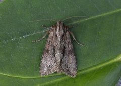 Stort engfly (Apamea monoglypha)