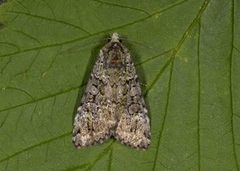 Grønt skogfly (Anaplectoides prasina)