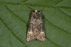 Grønt skogfly (Anaplectoides prasina)