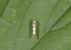 Oreblomstmøll (Argyresthia goedartella)