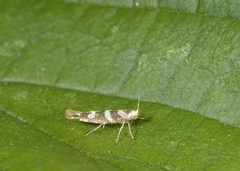 Oreblomstmøll (Argyresthia goedartella)