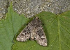 Kålfly (Mamestra brassicae)