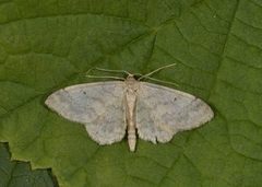 Randengmåler (Idaea biselata)