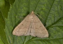 Gråbrunt viftefly (Herminia tarsipennalis)