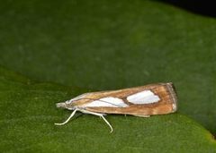 Toflekket nebbmott (Catoptria pinella)