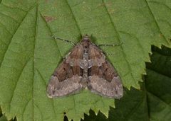 Brun einerbarmåler (Thera cognata)