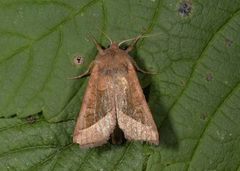 Brunt stengelfly (Hydraecia micacea)