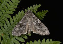 Mørkt skogfly (Eurois occulta)