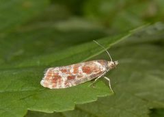 Praktfuruskuddvikler (Rhyacionia pinicolana)