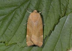 Bredbåndfly (Noctua fimbriata)