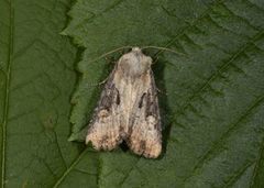 Sumpengfly (Lateroligia ophiogramma)