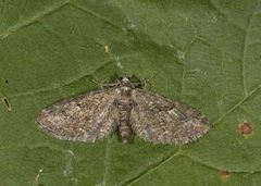 Augustdvergmåler (Eupithecia pusillata)