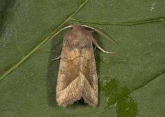 Brunt stengelfly (Hydraecia micacea)