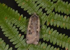 Hagebåndfly (Noctua pronuba)