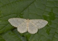 Randengmåler (Idaea biselata)