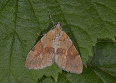 Fjærbarmåler (Pennithera firmata)