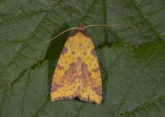 Fiolettbåndet gulfly (Xanthia togata)