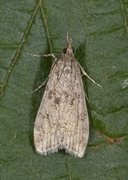 Barkmosemott (Eudonia truncicolella)