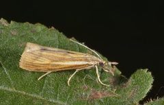 Okernebbmott (Agriphila tristella)