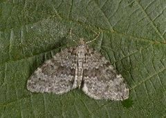 Grå bergmåler (Entephria caesiata)