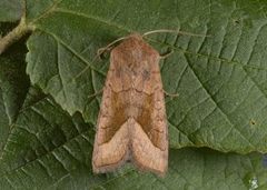 Brunt stengelfly (Hydraecia micacea)