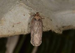 Agonopterix ciliella/heracliana