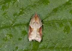 Buskflatvikler (Acleris laterana)