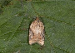 Buskflatvikler (Acleris laterana)