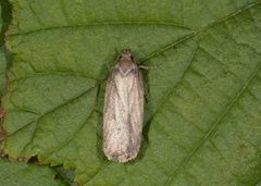 Agonopterix ciliella/heracliana